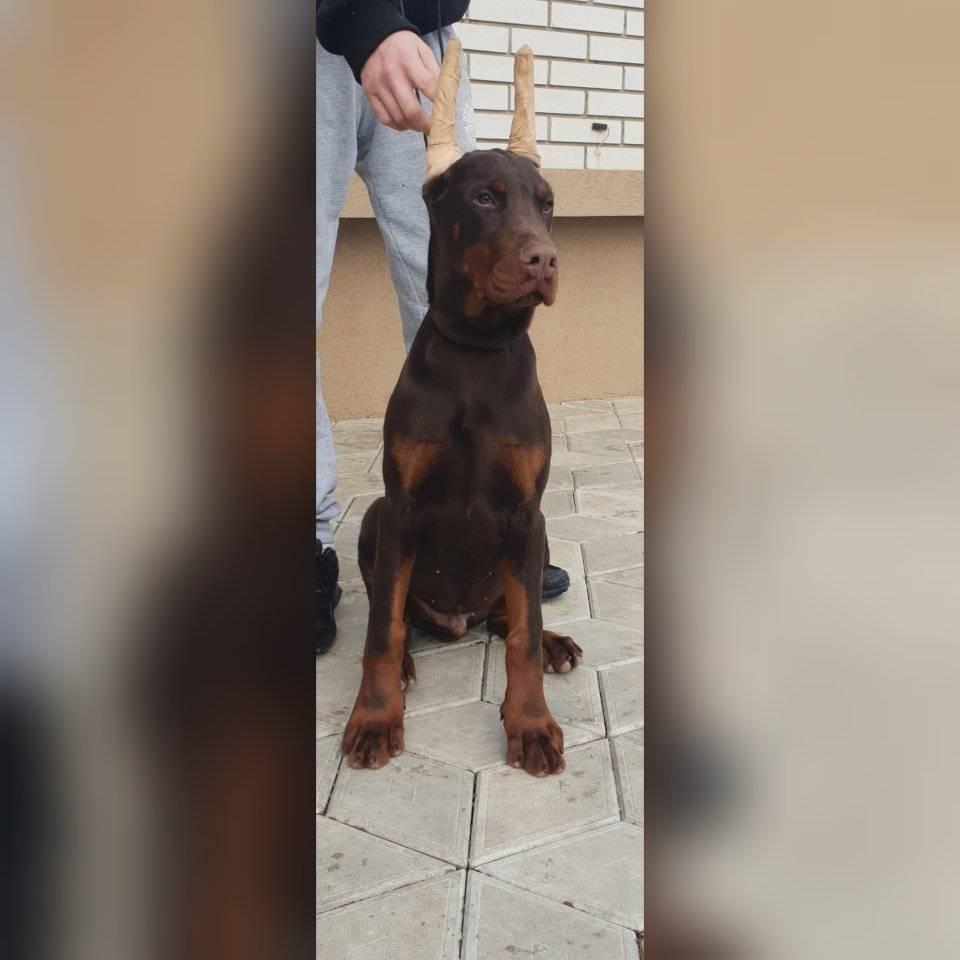 Doberman-štenci-