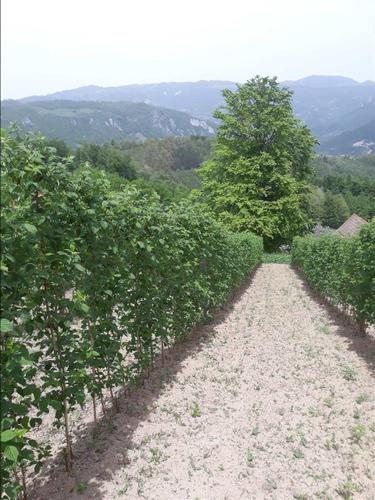 Beraci maline