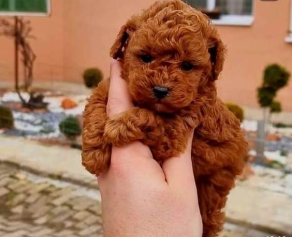 Toy-i-mini-pudle--bebe