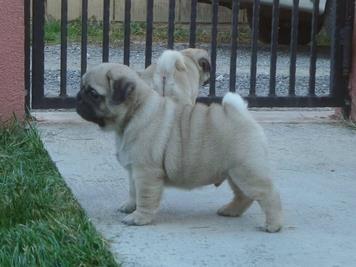 Mops-štenci