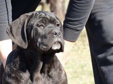 Stence-Cane-Corso-hitno