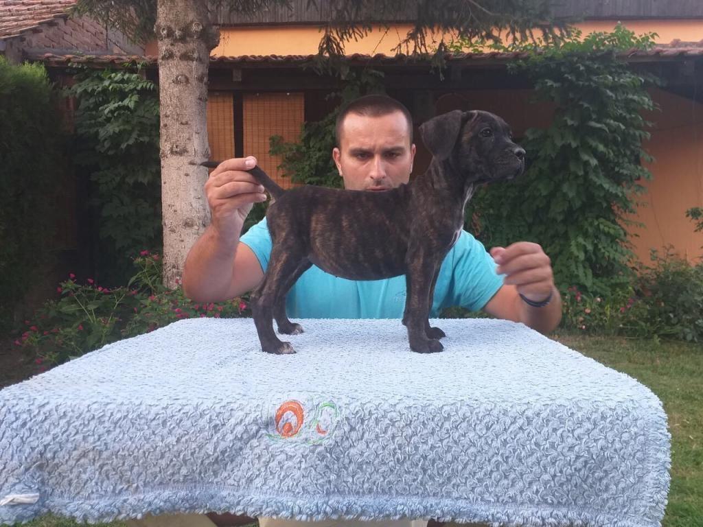 Cane-corso-štenci