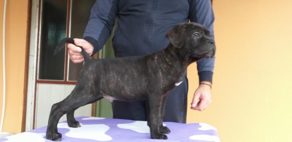 Cane-corso-štenci