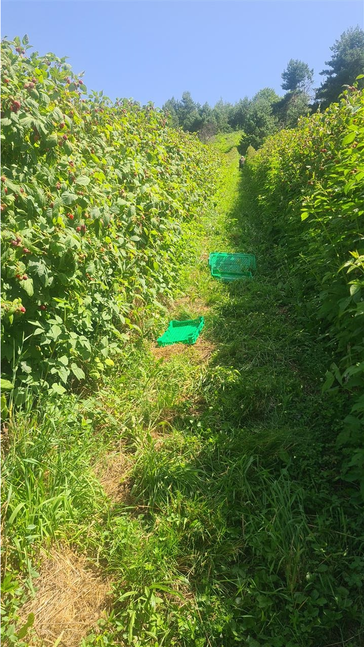 Berba-maline