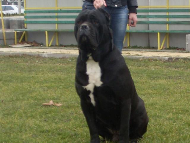 Cane corso štenci