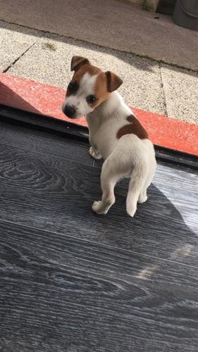 Štene Jack Russell