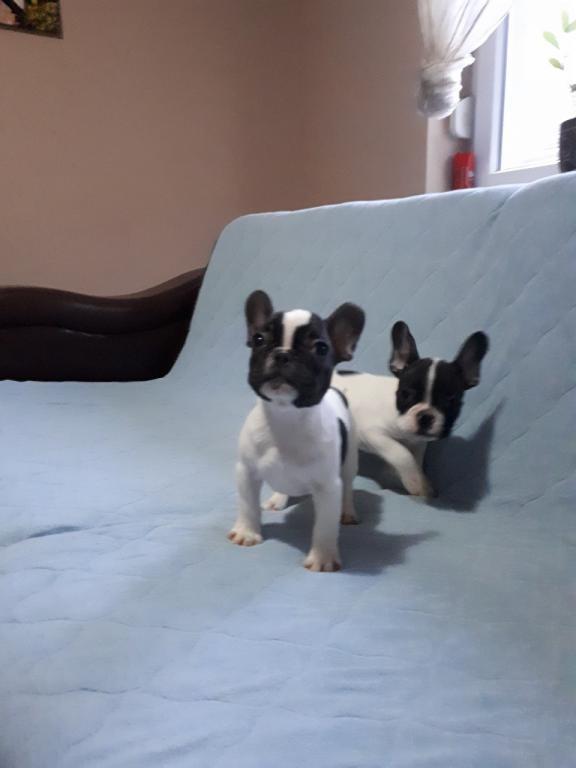 Francuski-buldog-stenad