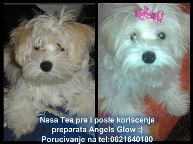 ANGELS-GLOW---za-pse-i-macke