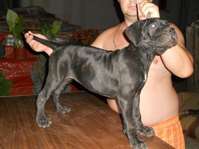 Cane-Corso-stenci