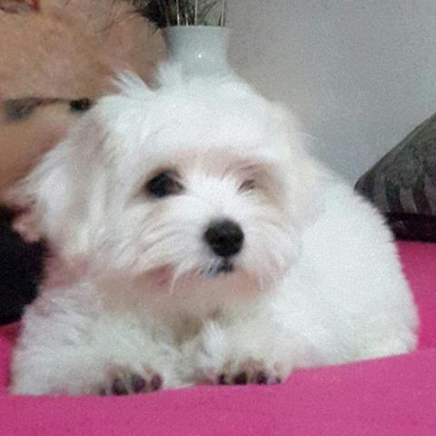 Coton-de-Tulear