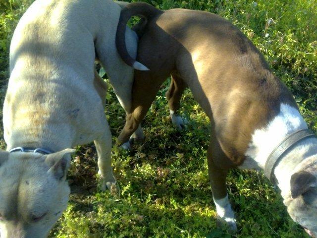 Americki pitbull stenci
