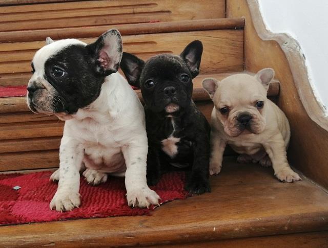 Francuski-buldog-stenad
