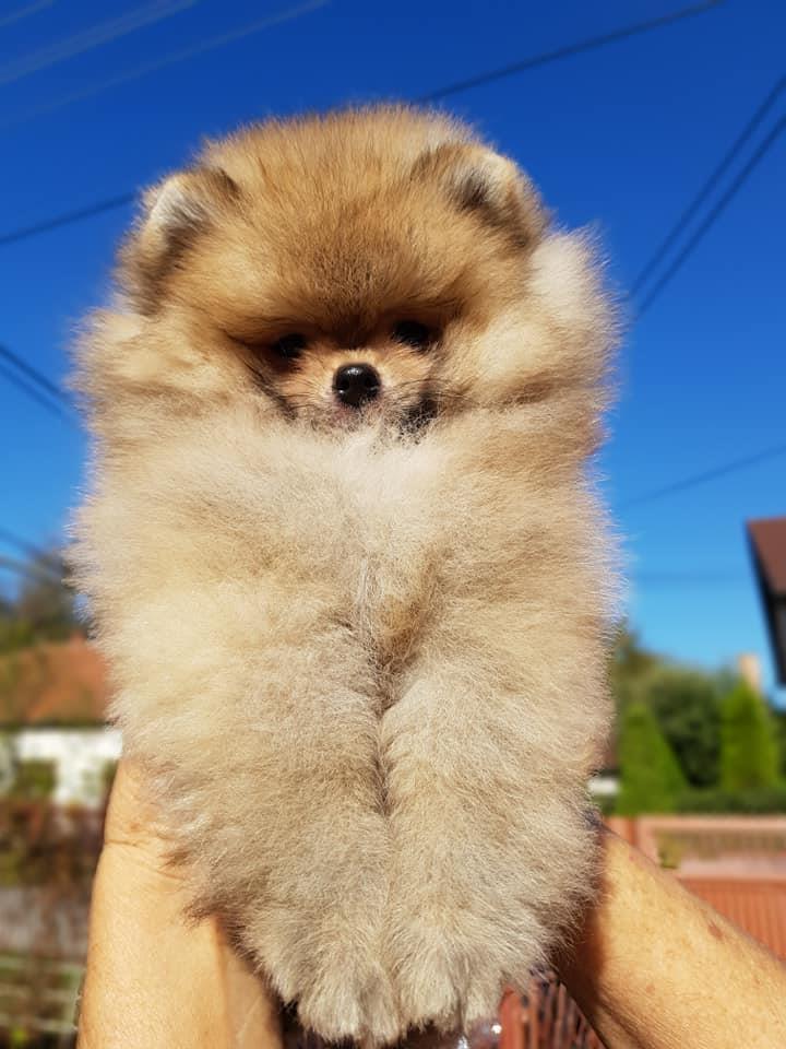 Mini-Boo