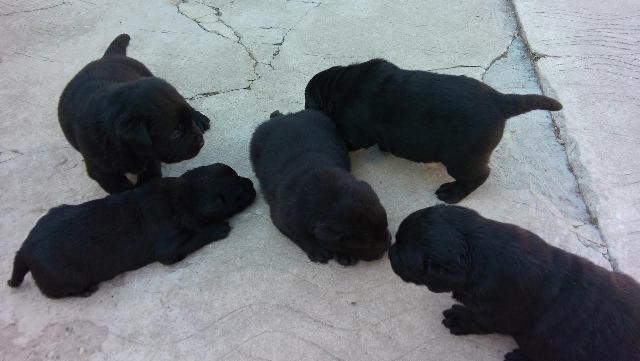 Labrador--štenci