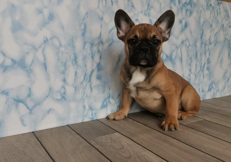 Francuski-Buldog