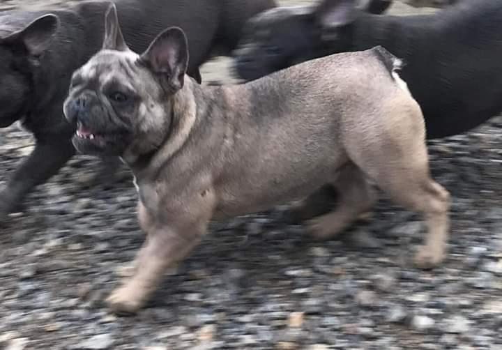 Francuski-buldog
