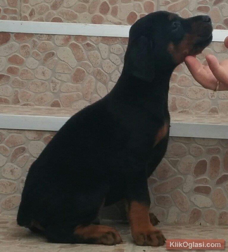 Doberman-stenad
