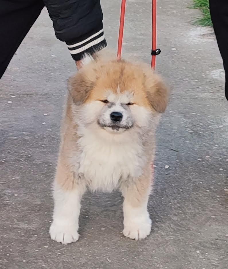 Japanska-Akita-inu