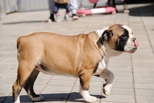 Engleski-buldog--štenad-