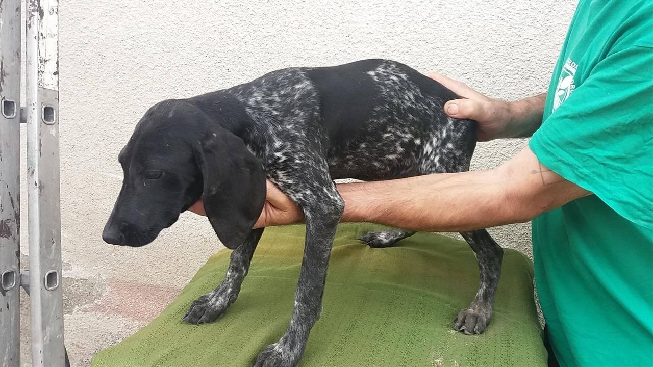 nemački-kratkodlaki-pticar