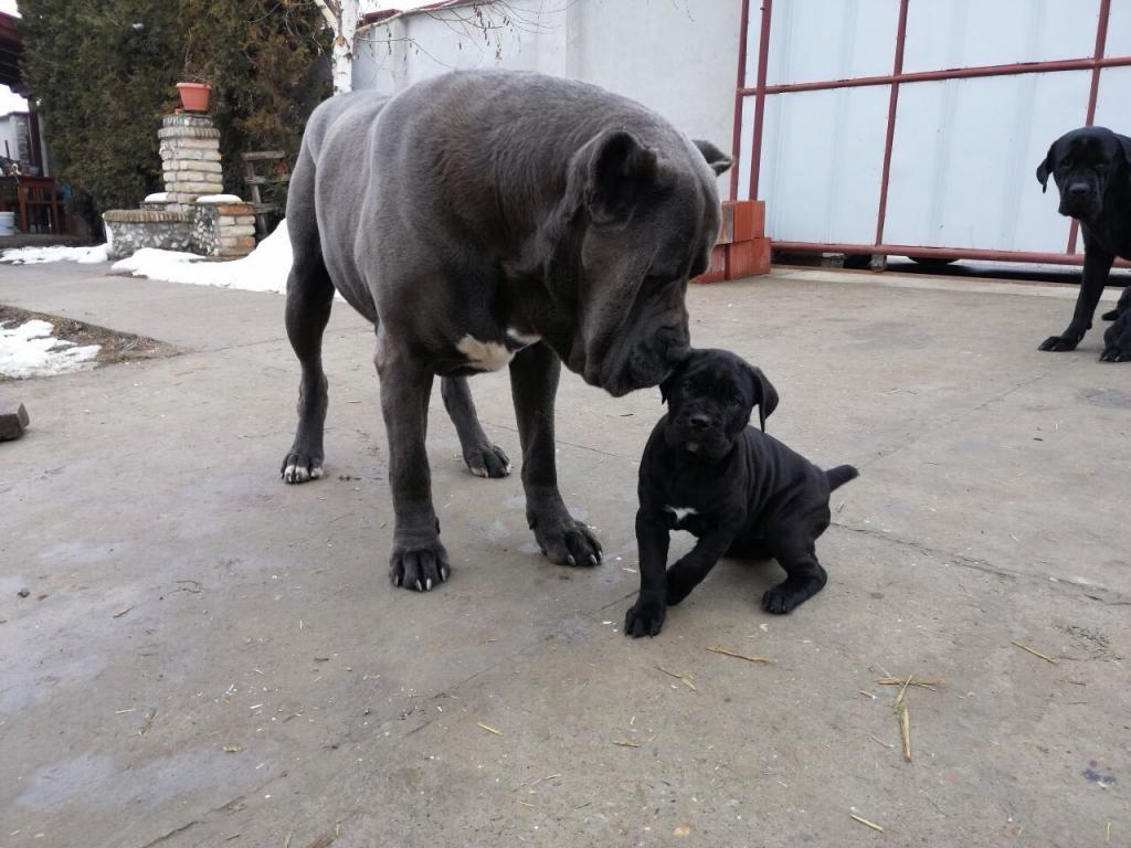 Cane-corso-štenci