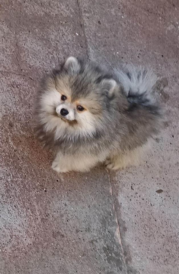 Pomeranski-Špic-PRELEPI-štenci
