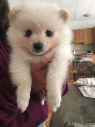 Pomeranac