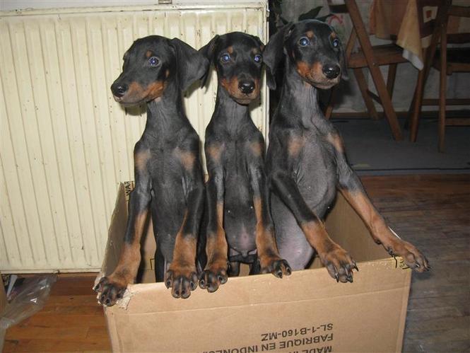 Prodajem stenad Dobermana