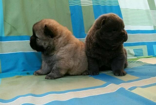 Chow-Chow--Cau-Cau--stenci