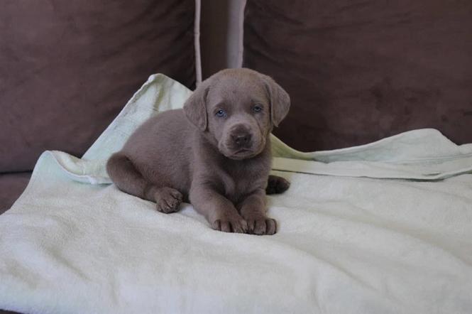 Sivi Labrador retriver štenci 