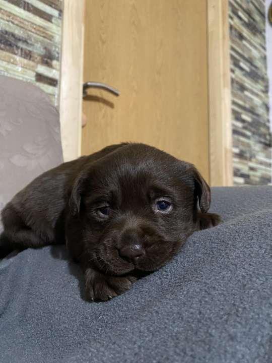 Labrador-retriver-štenci
