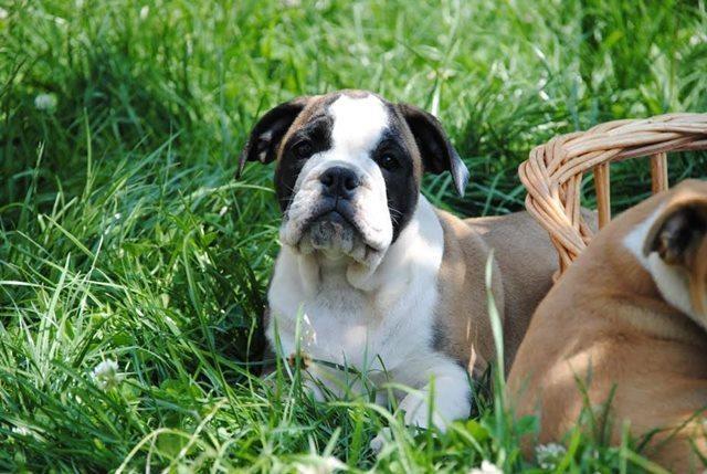 Engleski-buldog-