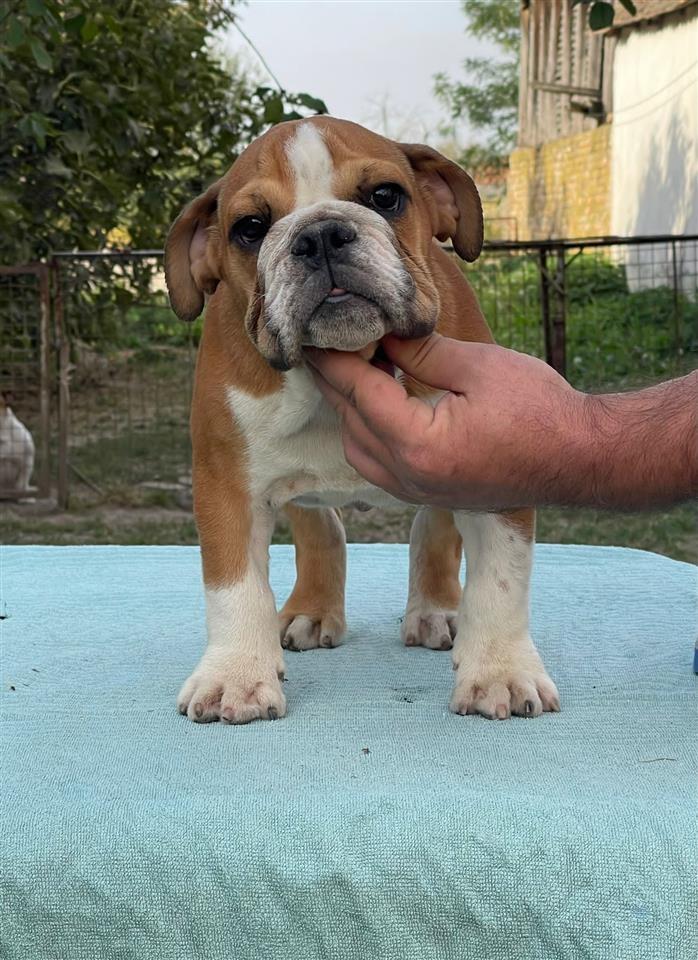 Engleski-buldog