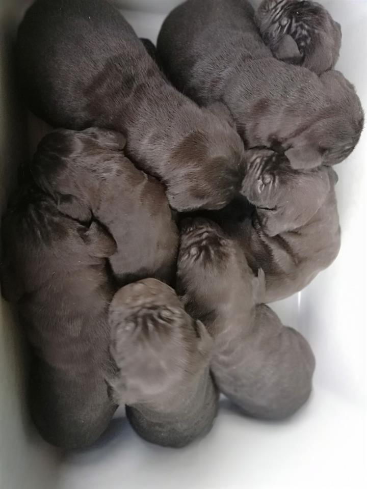 Cane-corso-štenci-