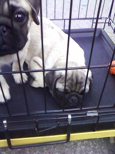 Mops-stenci