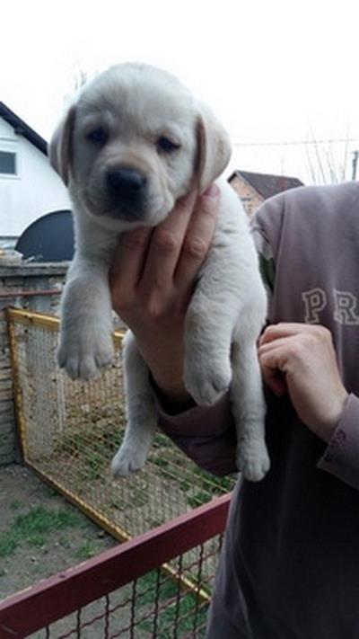 Labrador-retriver-stenci