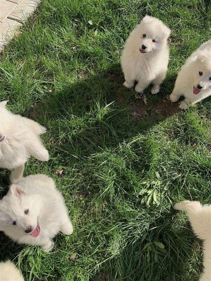 Samojed-stenci