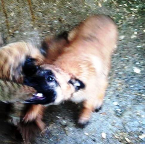 Malinoa-ekstra-štenad
