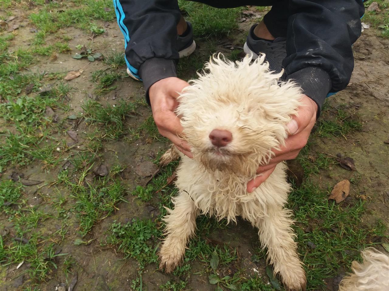 Lagotto-romagnolo-štenci