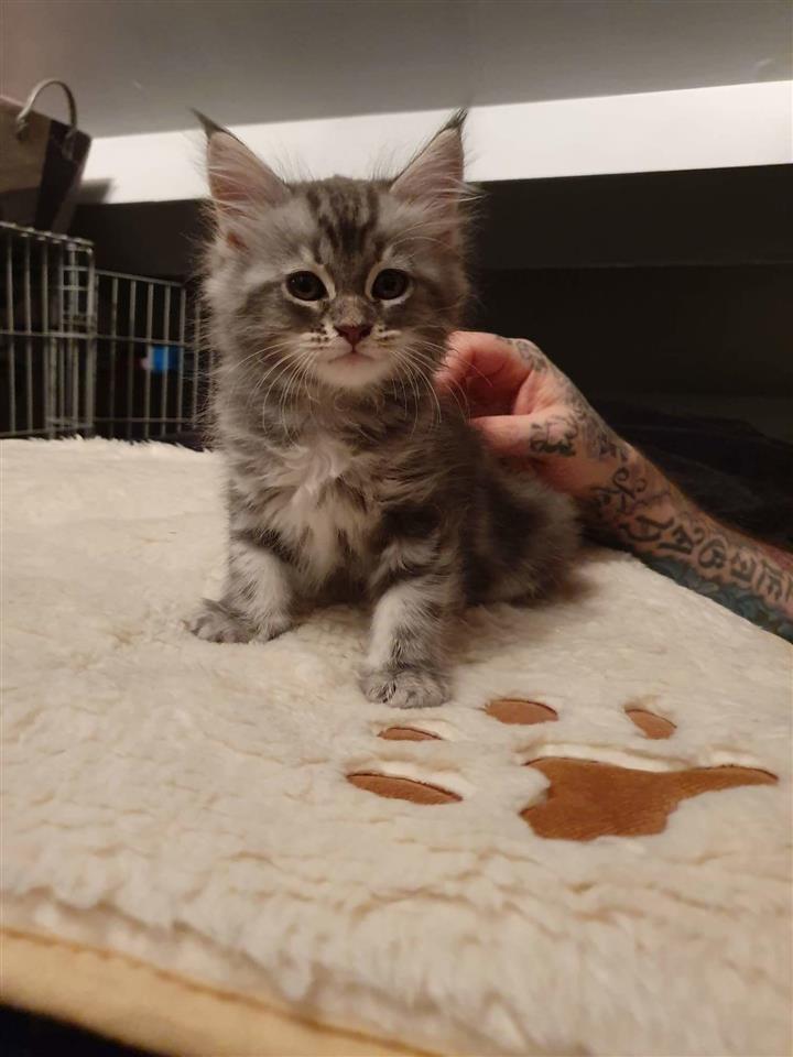 Prelepa-Maine-Coon-Kitten