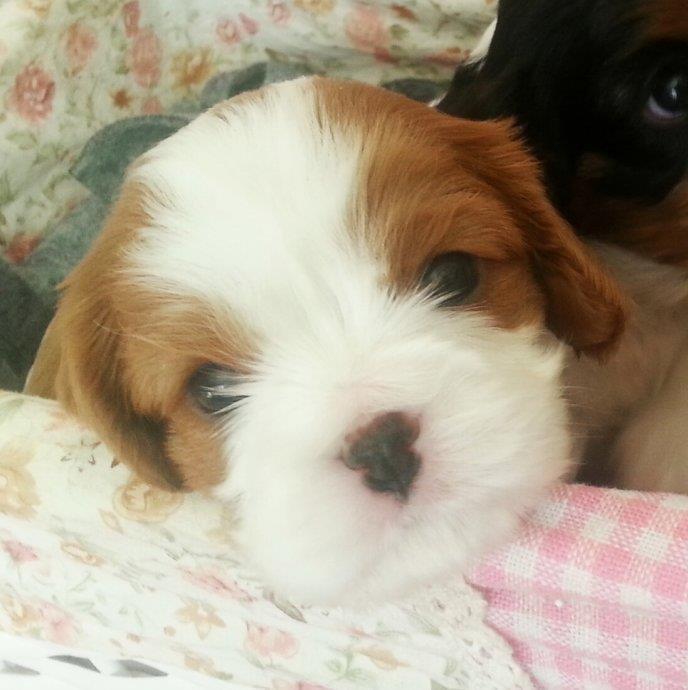 Cavalier-King-Charles-