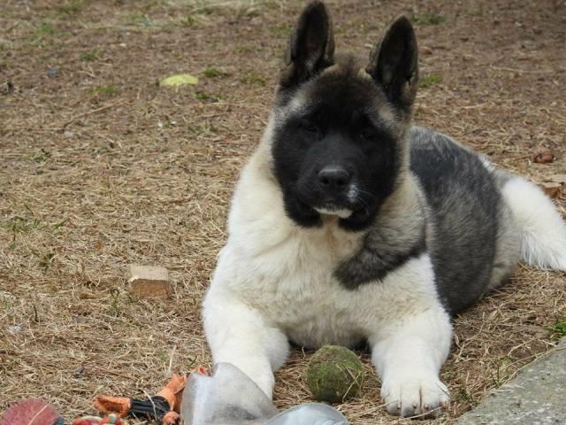 Američka-Akita--štenci