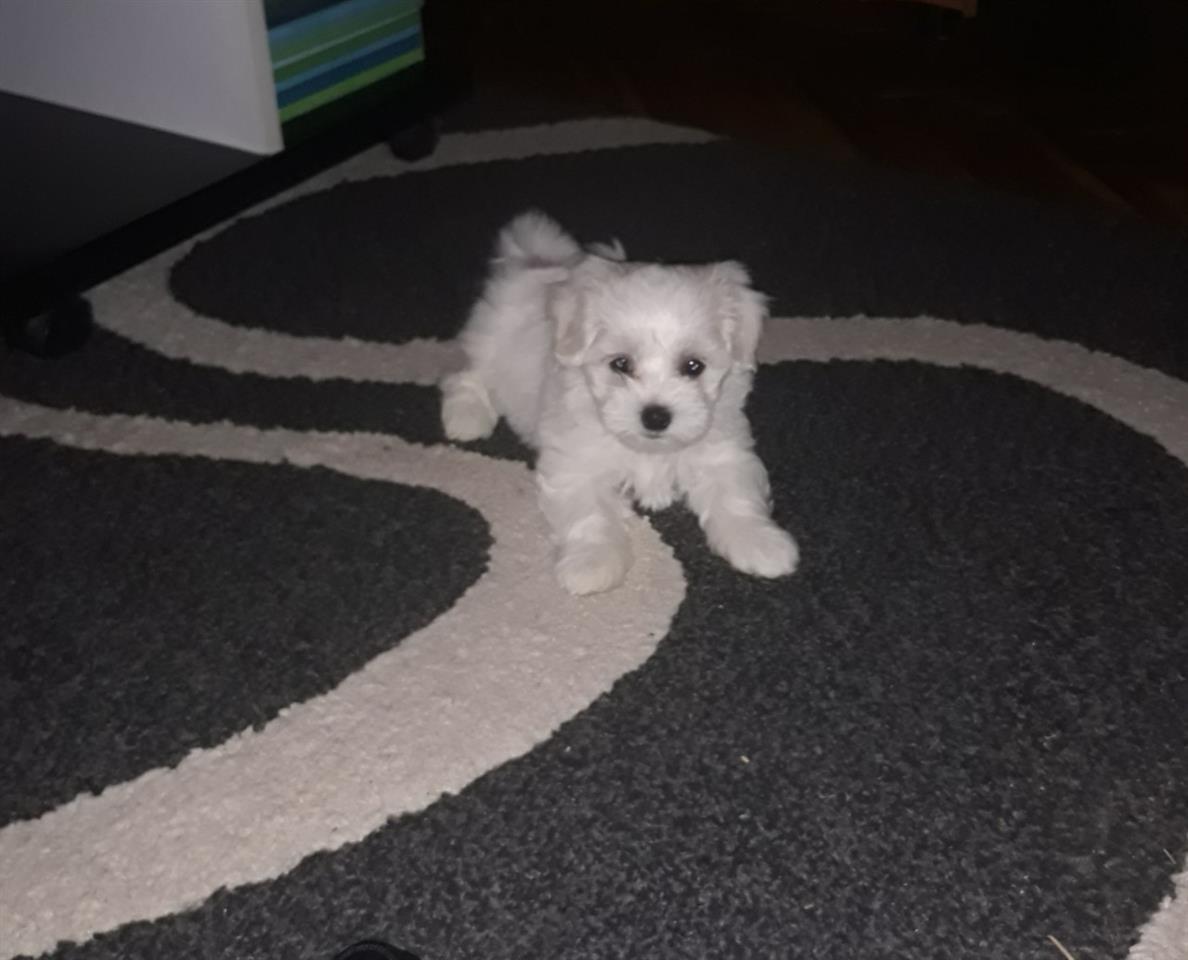 Maltezer-štenci-