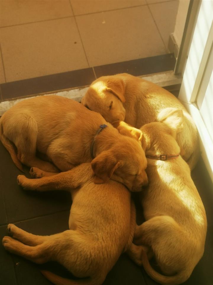 Stene-labrador-retrivera