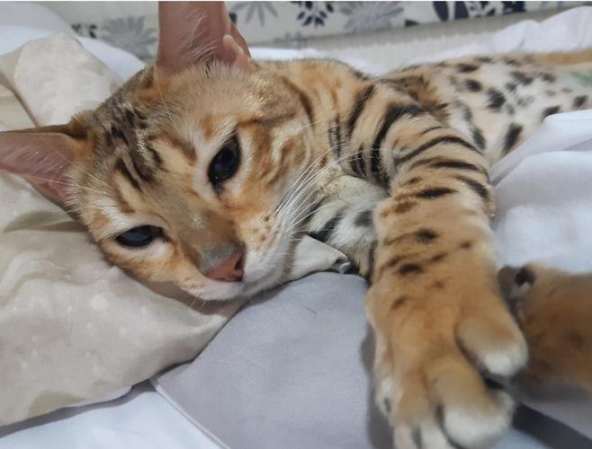 Bengalska macka