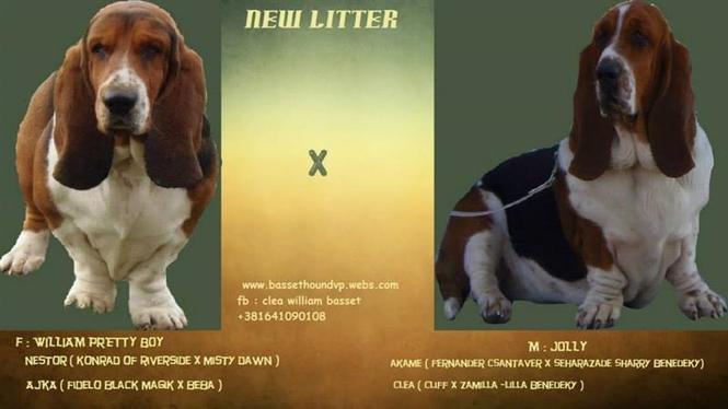 Basset Hound - baset