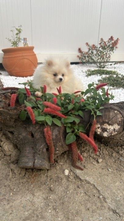 Pomeranac--štenci-