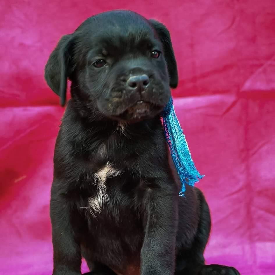 Cane-corso-štenci