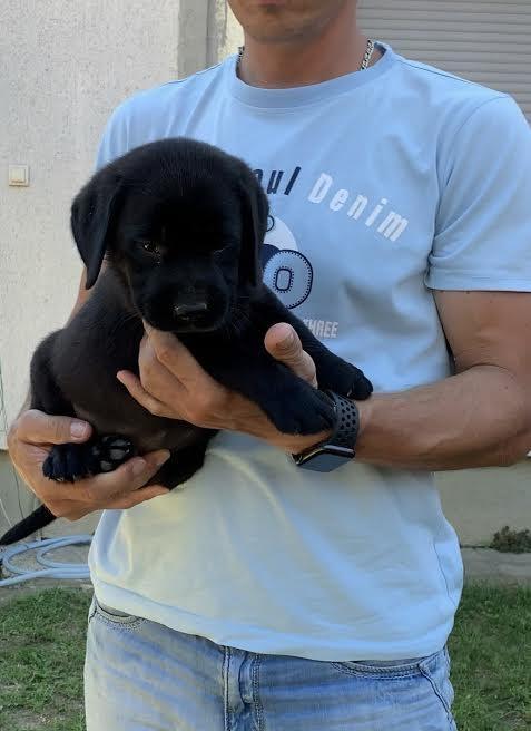 Labrador-Retriver-VRHUNSKI-štenci