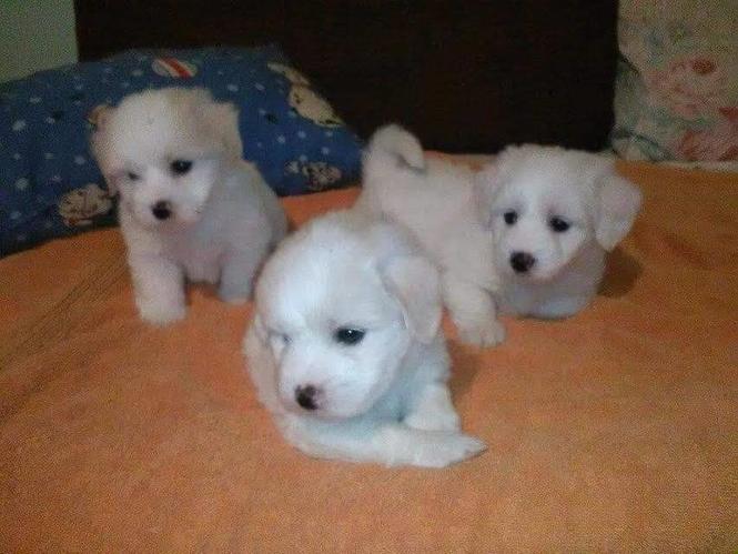 Coton de tulear